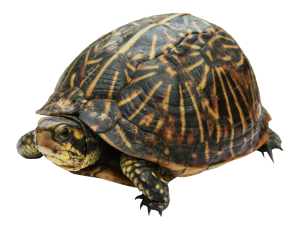 Turtle PNG-24747